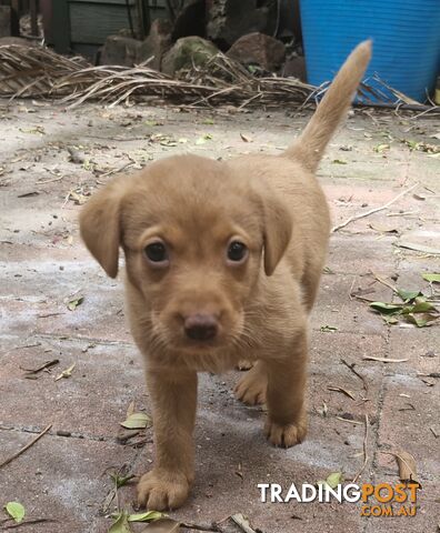 Fox-Red Labrador Retriever