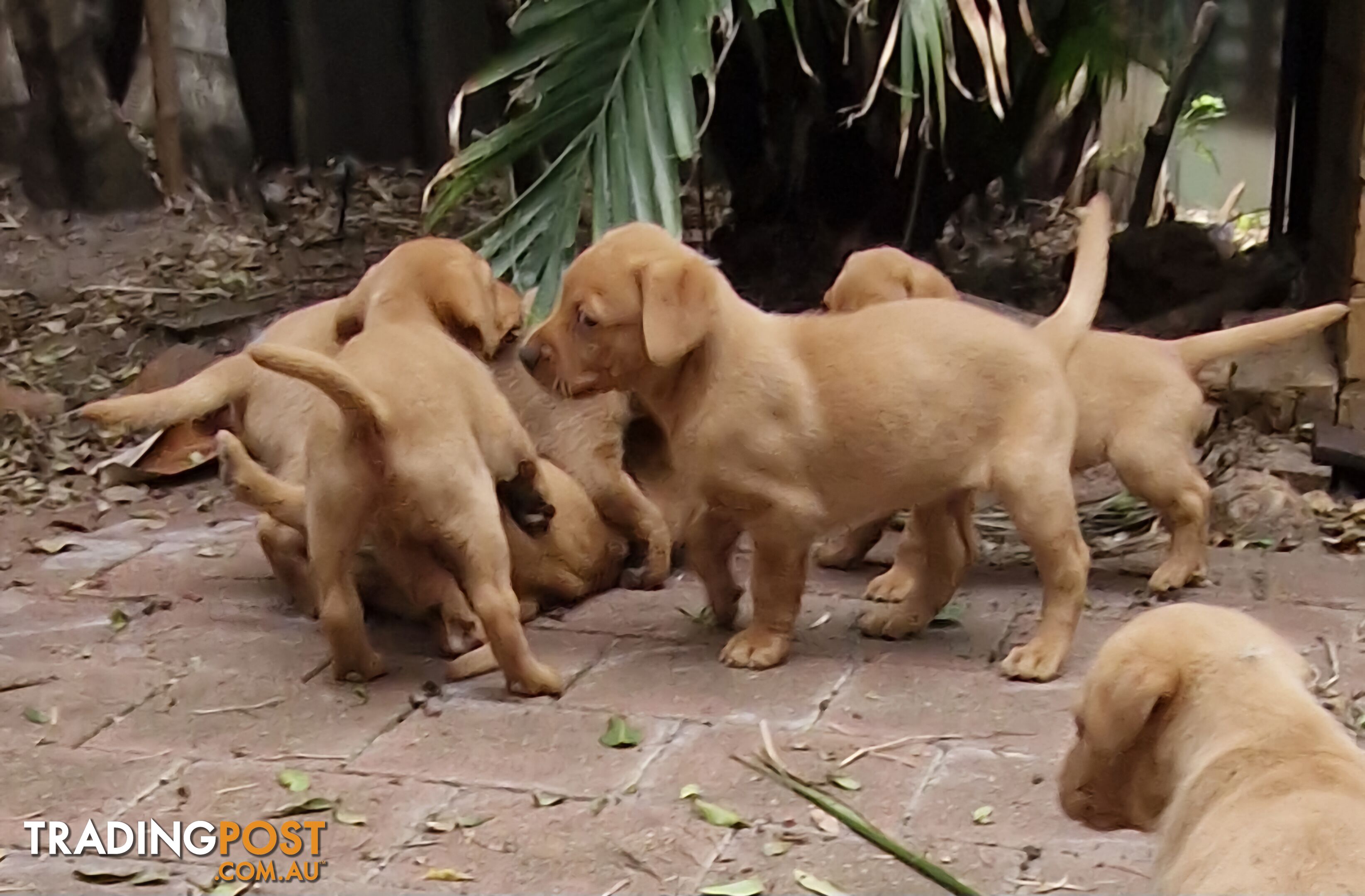 Fox-Red Labrador Retriever