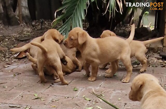 Fox-Red Labrador Retriever