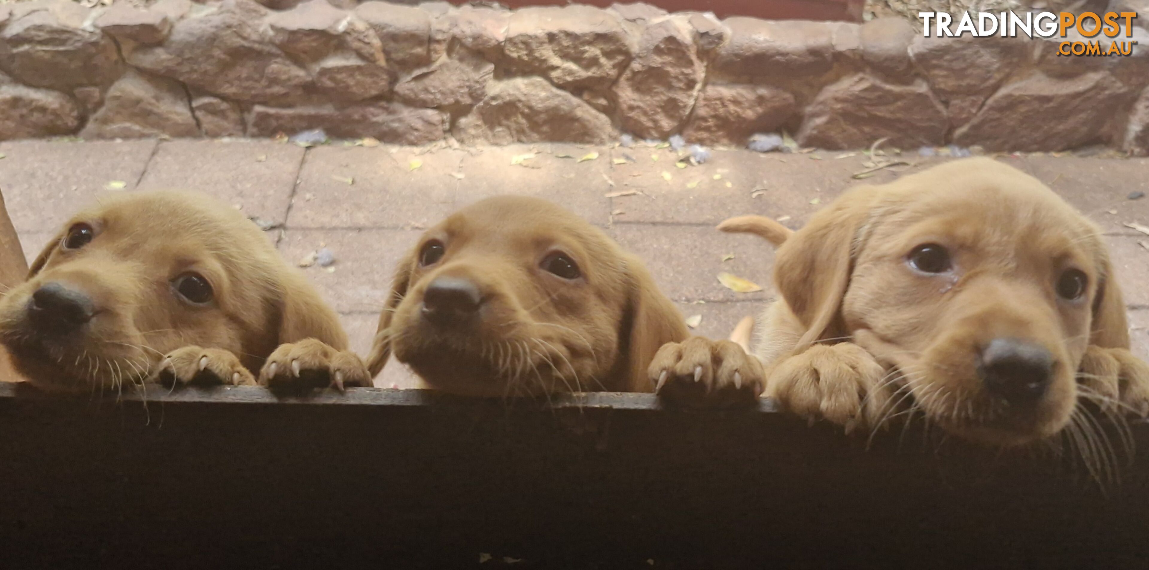 Fox-Red Labrador Retriever