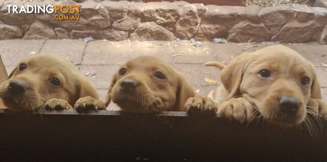 Fox-Red Labrador Retriever