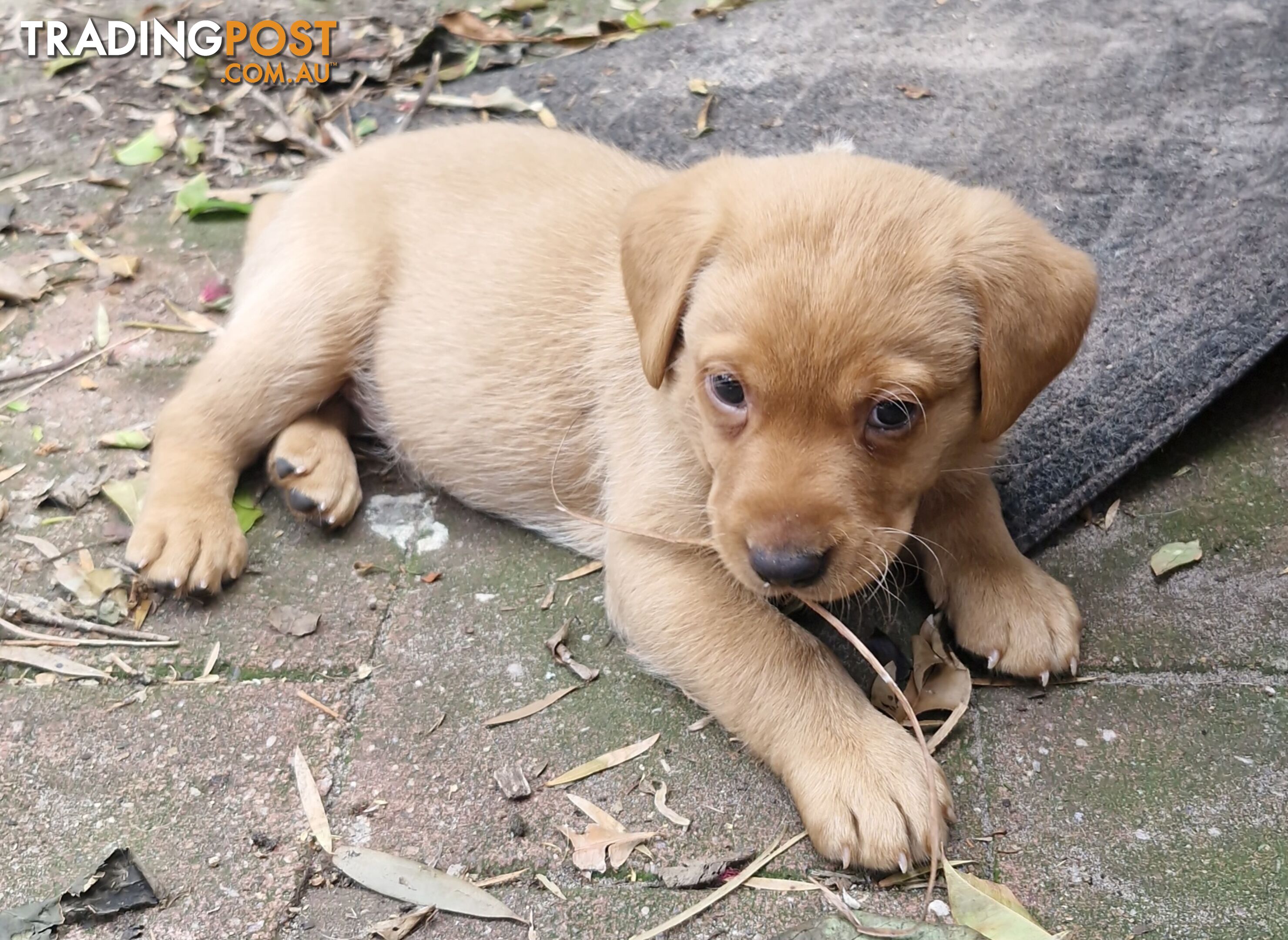 Fox-Red Labrador Retriever