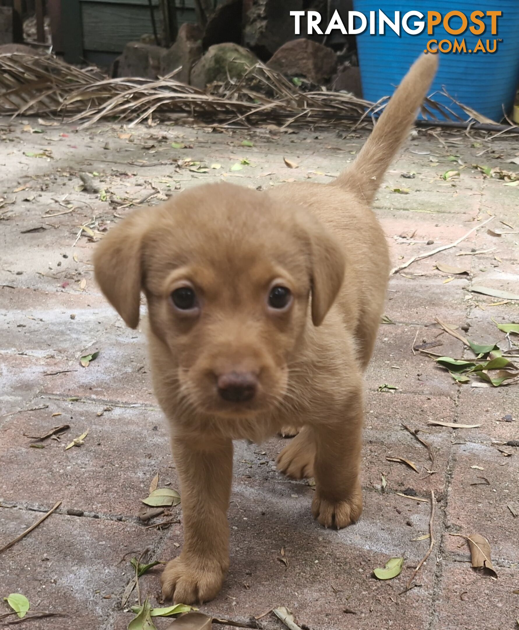 Fox-Red Labrador Retriever