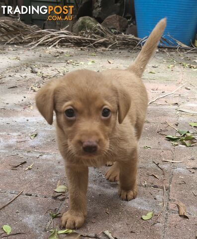 Fox-Red Labrador Retriever