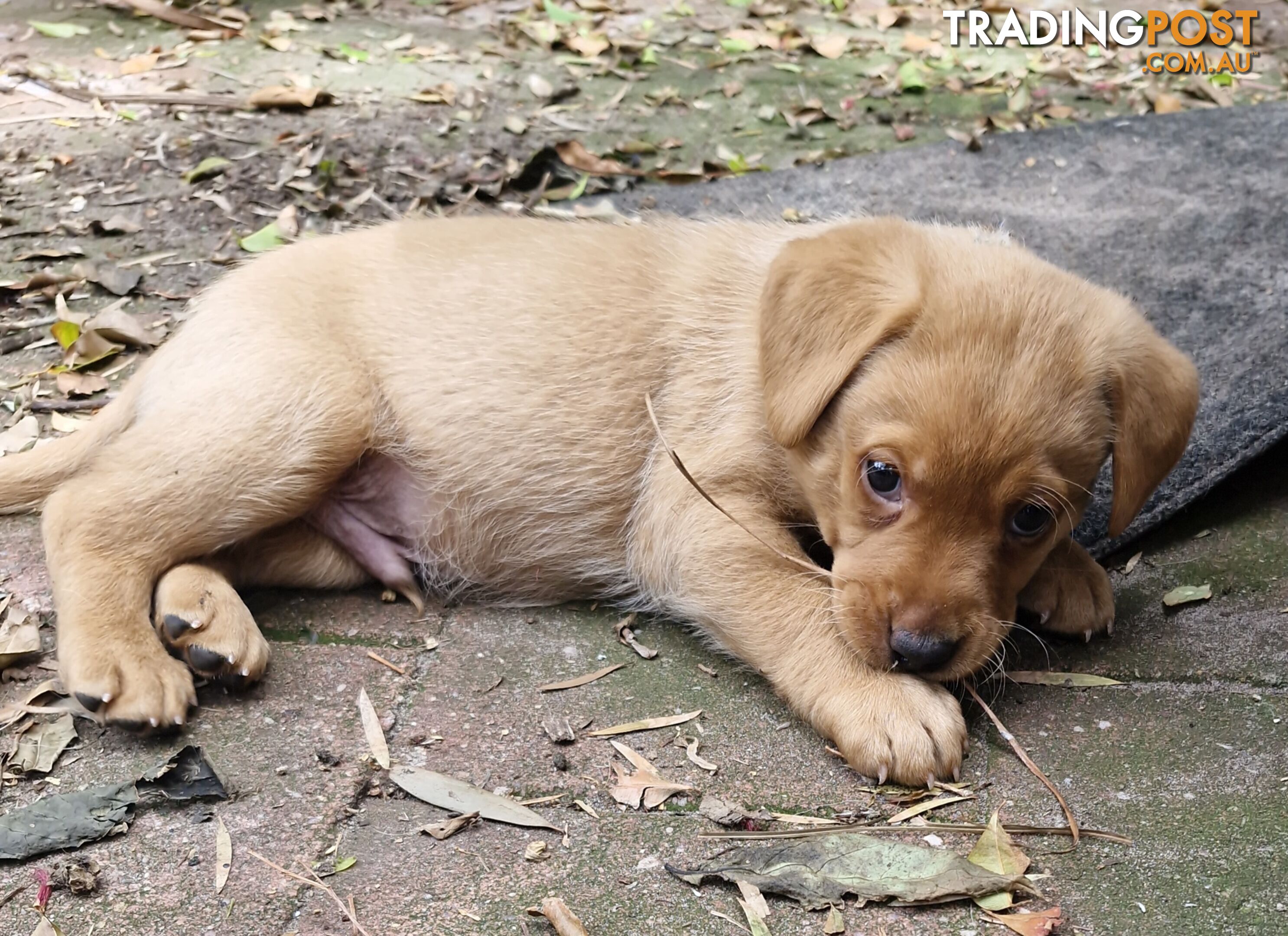 Fox-Red Labrador Retriever