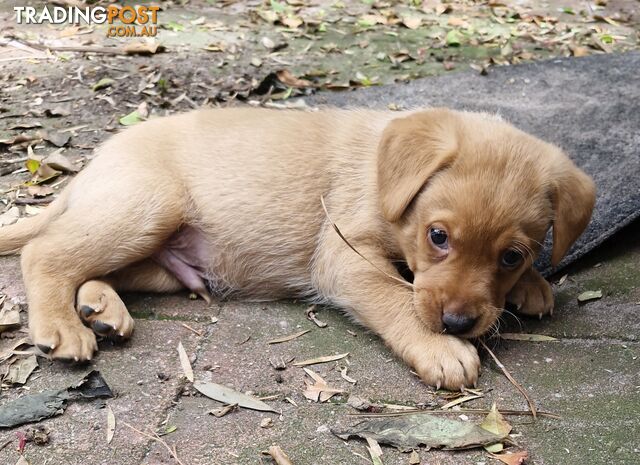 Fox-Red Labrador Retriever