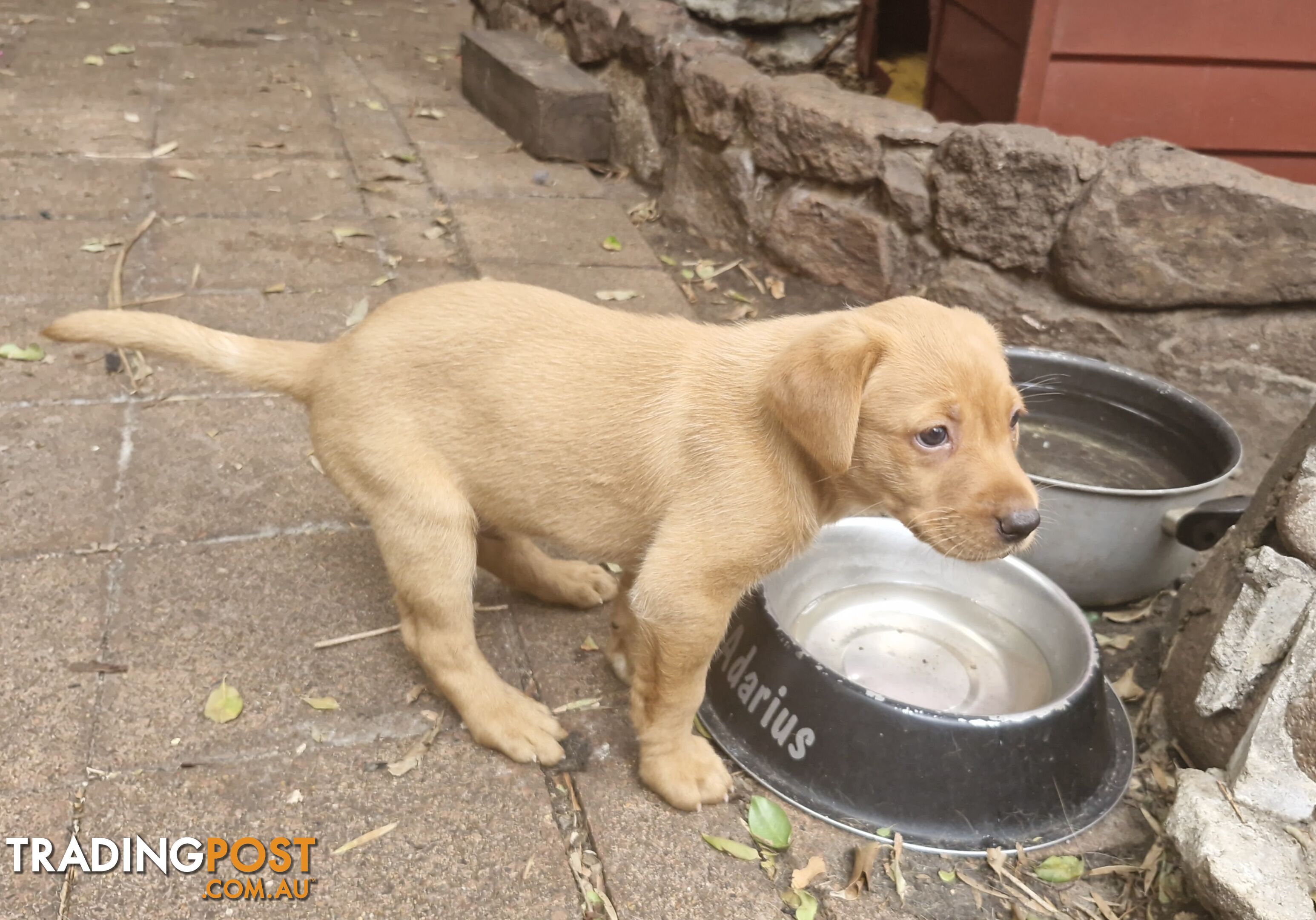 Fox-Red Labrador Retriever