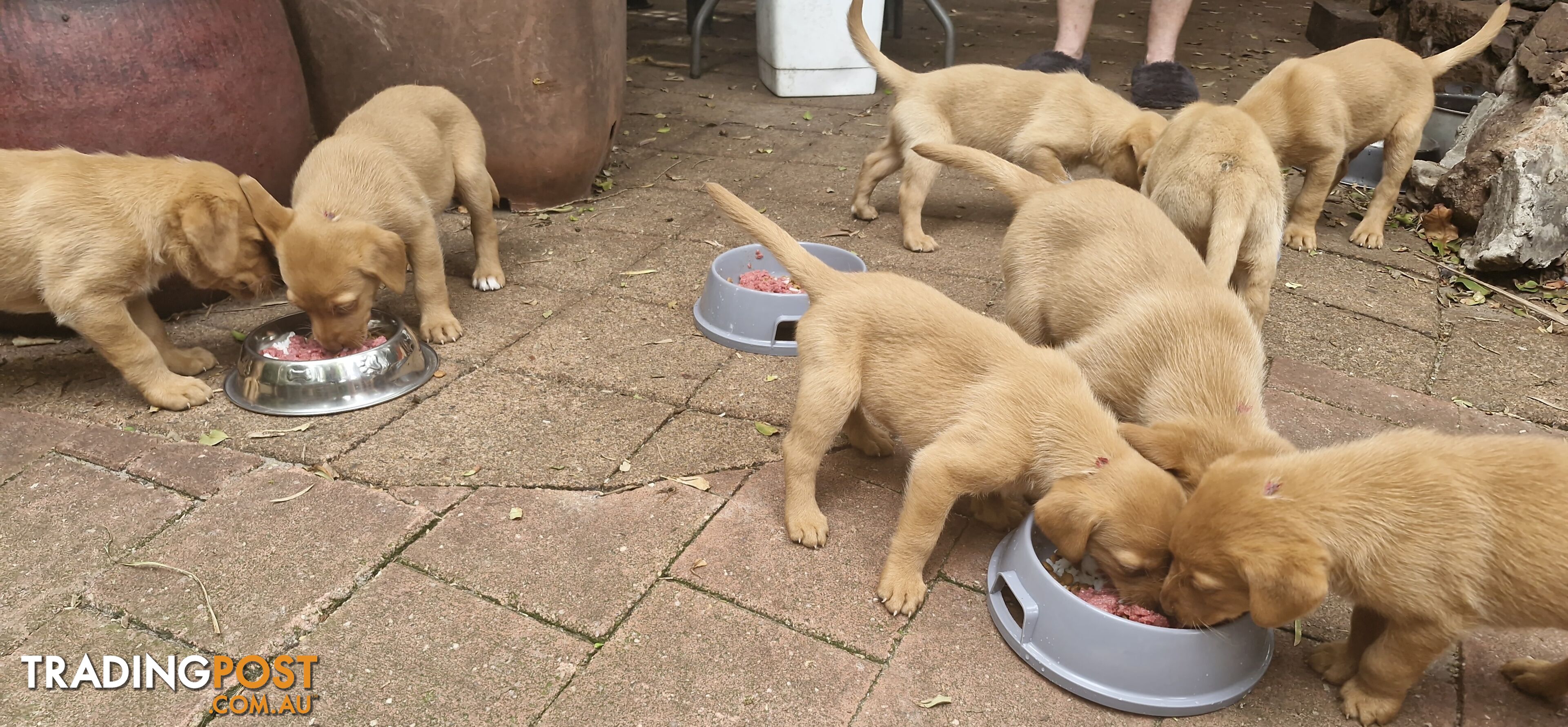 Fox-Red Labrador Retriever