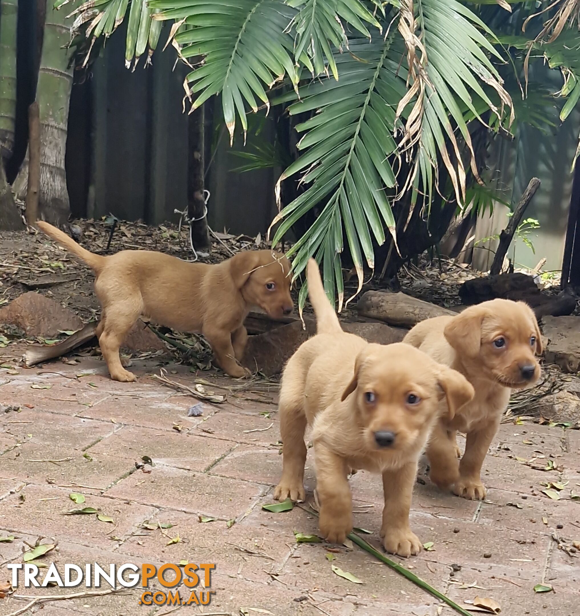 Fox-Red Labrador Retriever