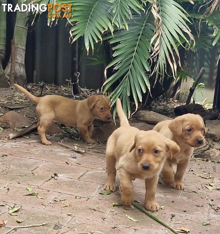 Fox-Red Labrador Retriever