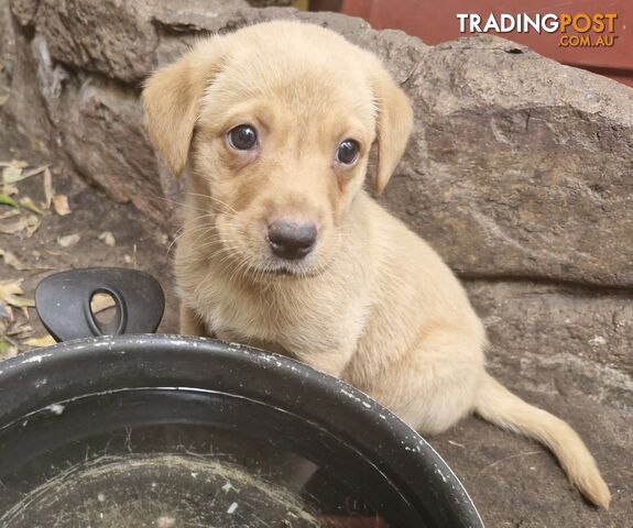 Fox-Red Labrador Retriever