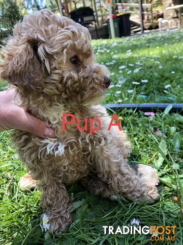 Toy cavoodle puppies 2nd generation