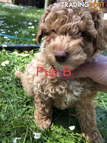 Toy cavoodle puppies 2nd generation