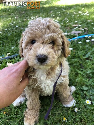 Toy cavoodle puppies 2nd generation