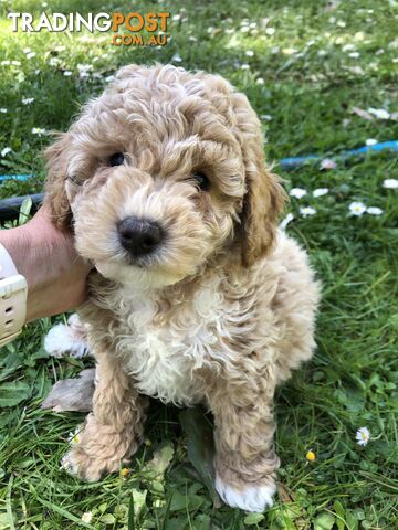 Toy cavoodle puppies 2nd generation