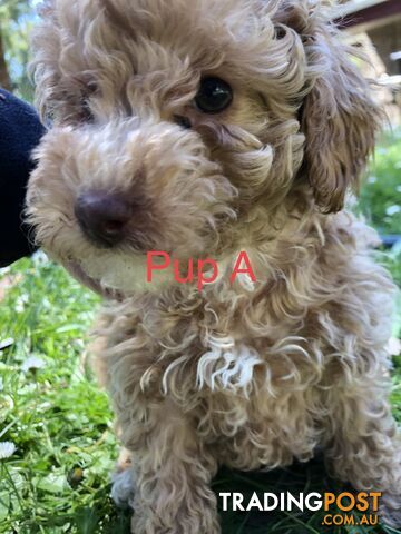 Toy cavoodle puppies 2nd generation