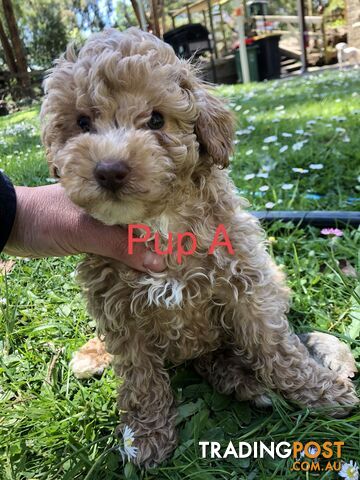 Toy cavoodle puppies 2nd generation