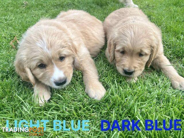 🐶 LARGE Male Purebred Golden Retriever puppies