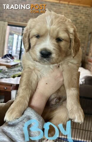 🐶 LARGE Purebred Golden Retriever puppies