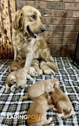 🐶 LARGE Purebred Golden Retriever puppies