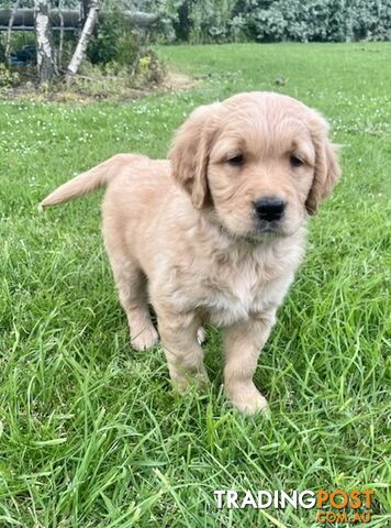 🐶 Male Golden Retriever puppy 🐶