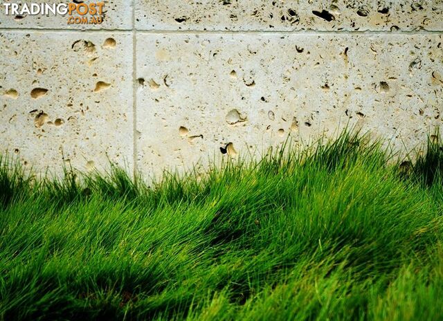 Slabs Of Korean Grass (Zoysia Tenuifolia) 350mm X 295mm Free Post