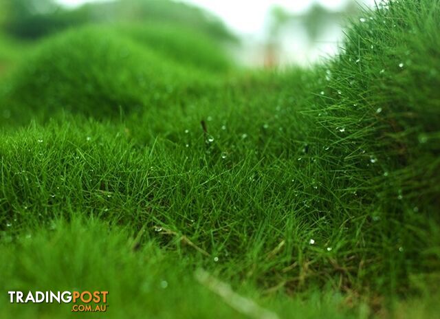 Slabs Of Korean Grass (Zoysia Tenuifolia) 350mm X 295mm Free Post