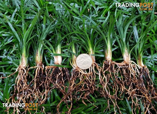 100 x Dwarf Mondo Grass plants $98.00 Free Express Postage Australia-Wide
