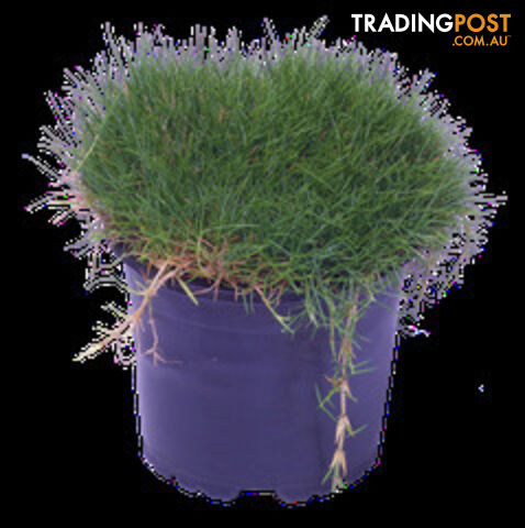 10 x 100mm Pots Zoysia Tenuifolia $89.00 - Free Delivery Normally Next Day