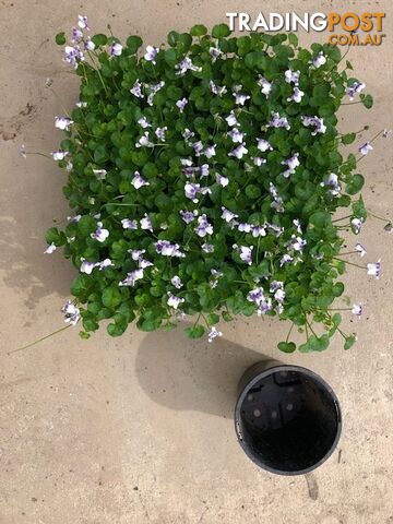 Native Violet ~ Viola hederacea in trays - Free Delivery $45.00