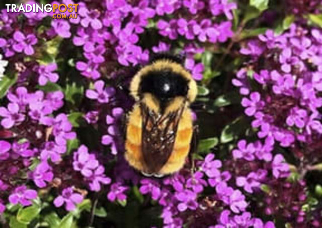 Dwarf Thyme Magic Carpet Plant Trays 330mmx330mm - Free Delivery