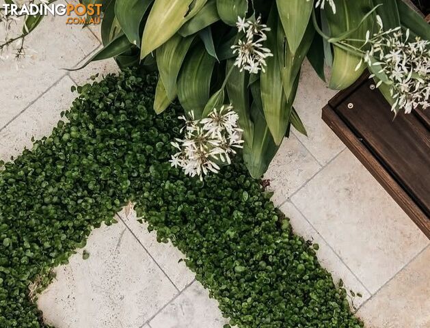 Dichondra Repens Tiny Delight Trays No Mow Lawn - Including Free Delivery