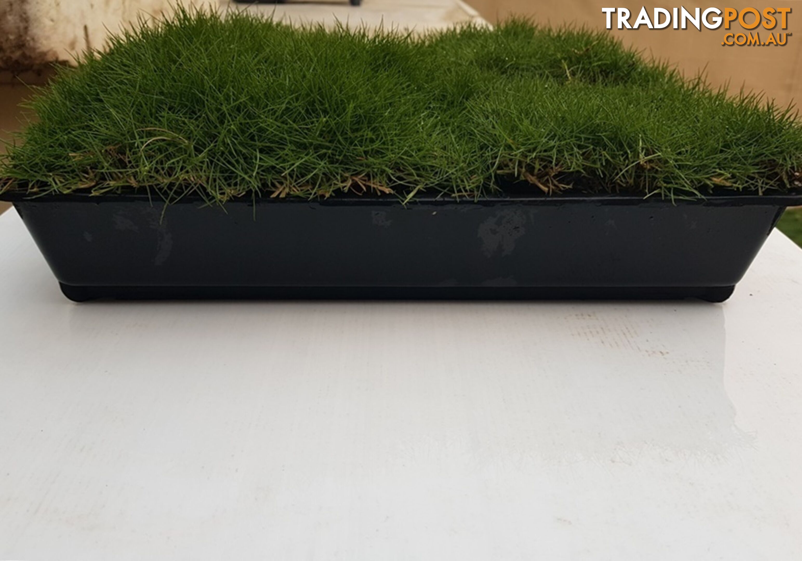 Slabs Of Korean Grass (Zoysia Tenuifolia) 350mm X 295mm Free Post $68.00