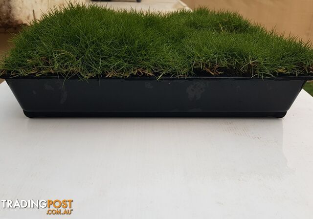 Slabs Of Korean Grass (Zoysia Tenuifolia) 350mm X 295mm Free Post $68.00