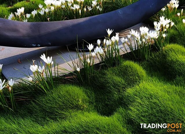 Zoysia No Mow GrasssSpecial price of $96 for 10 Punnets, normally $99.00 Free...
