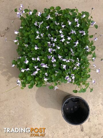 Native Violet ~ Viola hederacea in trays - Free Delivery $45.00