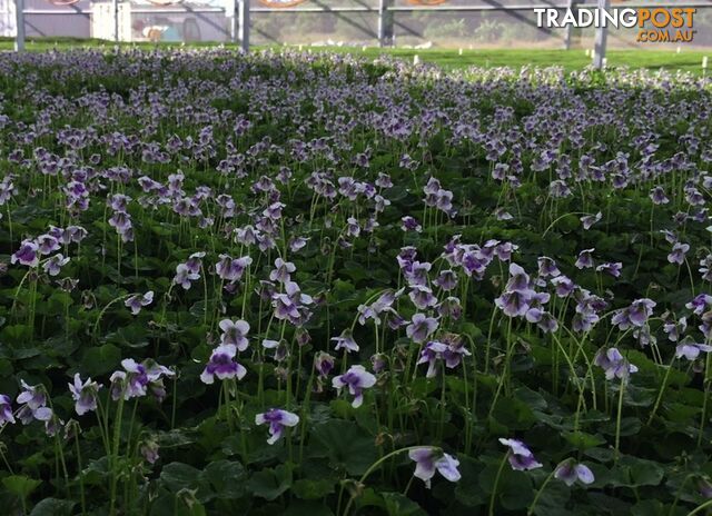 Native Violet ~ Viola hederacea in trays - Free Delivery $45.00