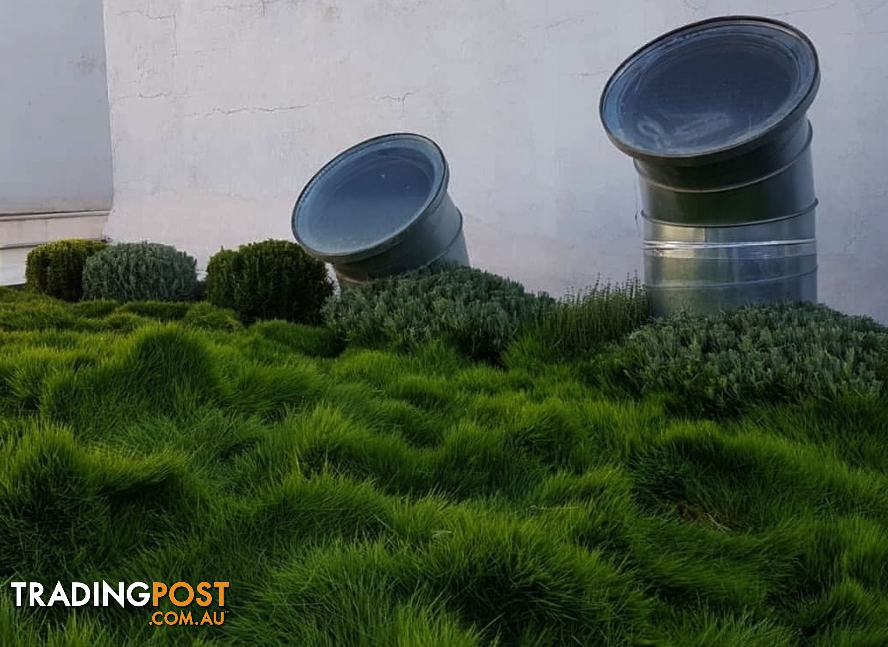 Petting Grass Special -  10 x 100mm pots - $70.00 including delivery