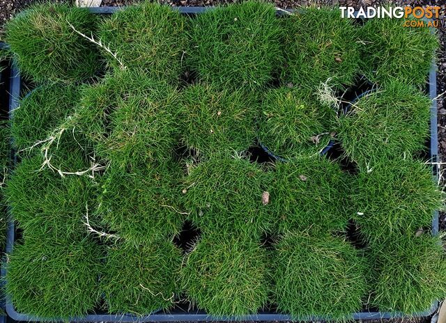 Petting Grass Special -  10 x 100mm pots - $70.00 including delivery