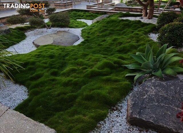 Korean No Mow Grass (Zoysia tenuifolia) 10 x 100mm Pots $70.00 Free Post