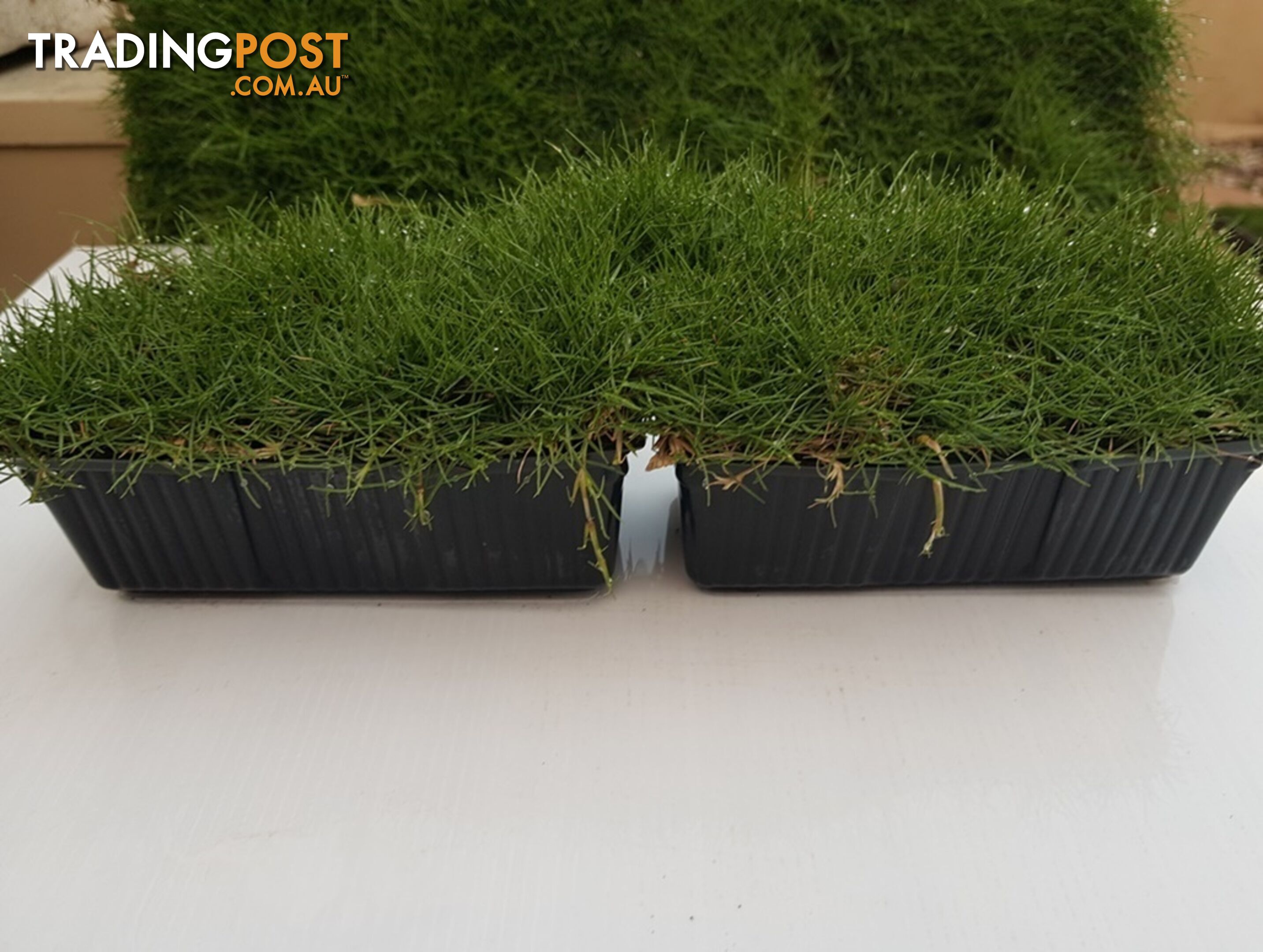 10 x Zoysia Tenuifolia Punnets (145mm x 65mm) QLD Only - Free Postag