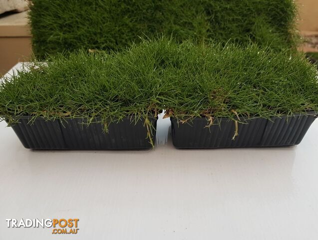 10 x Zoysia Tenuifolia Punnets (145mm x 65mm) QLD Only - Free Postag