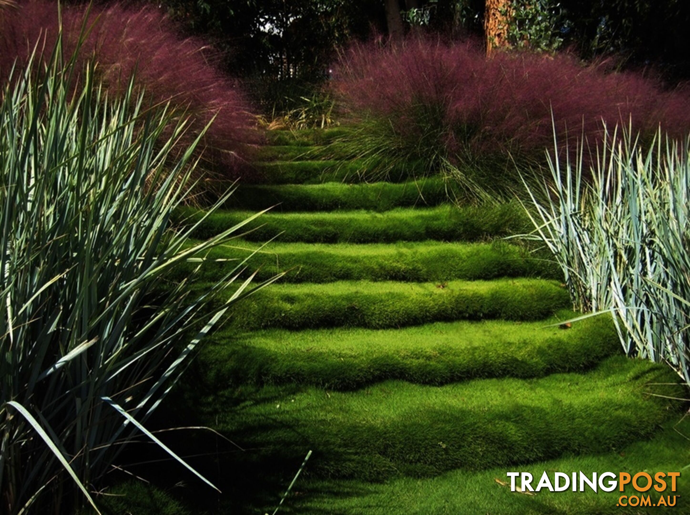 10 x Zoysia Tenuifolia Punnets (145mm x 65mm) QLD Only - Free Postag