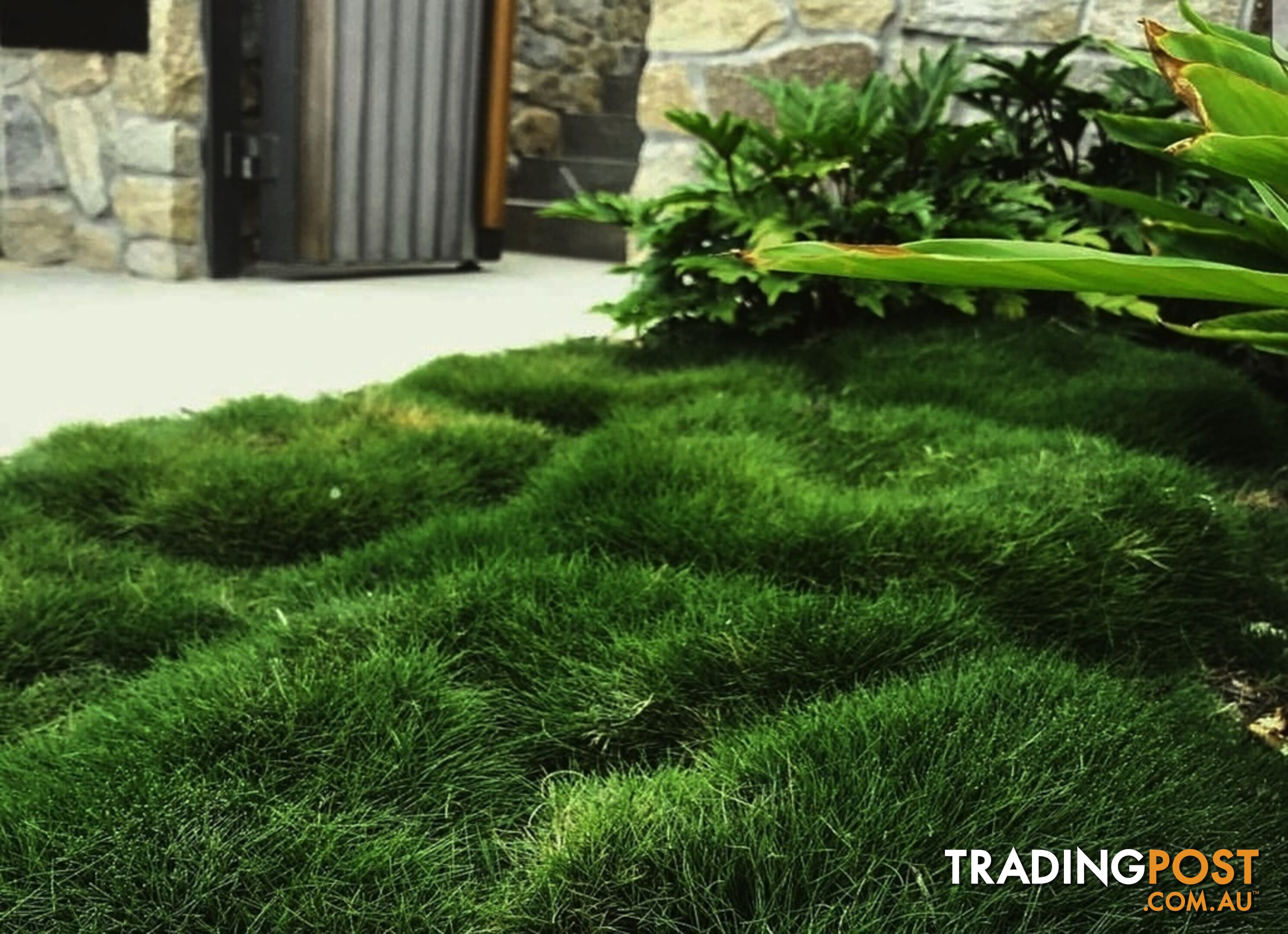 10 x Zoysia Tenuifolia Punnets (145mm x 65mm) QLD Only - Free Postag