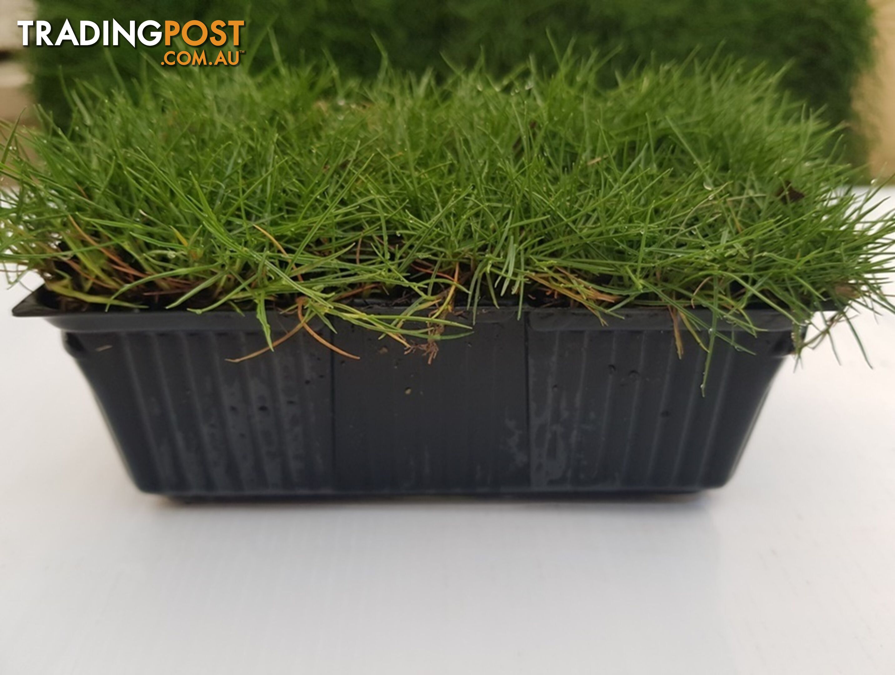 10 x Zoysia Tenuifolia Punnets (145mm x 65mm) QLD Only - Free Postag