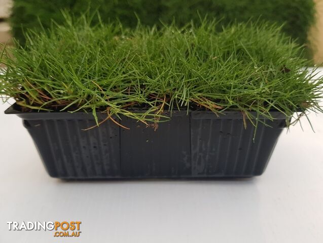 10 x Zoysia Tenuifolia Punnets (145mm x 65mm) QLD Only - Free Postag