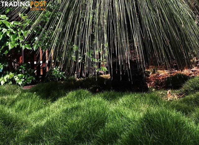 10 x Zoysia Tenuifolia Punnets (145mm x 65mm) QLD Only - Free Postag