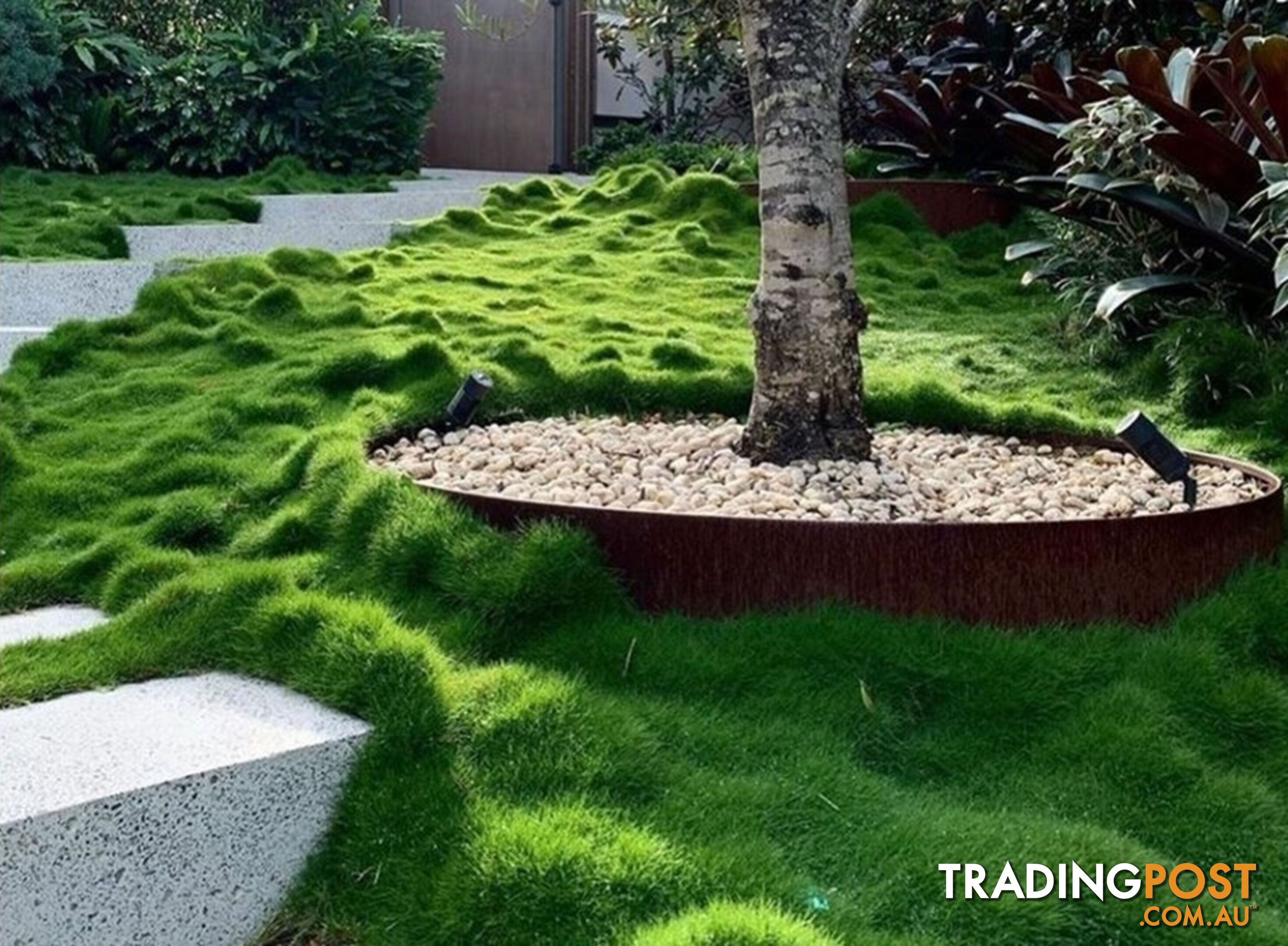 10 x Zoysia Tenuifolia Punnets (145mm x 65mm) QLD Only - Free Postag