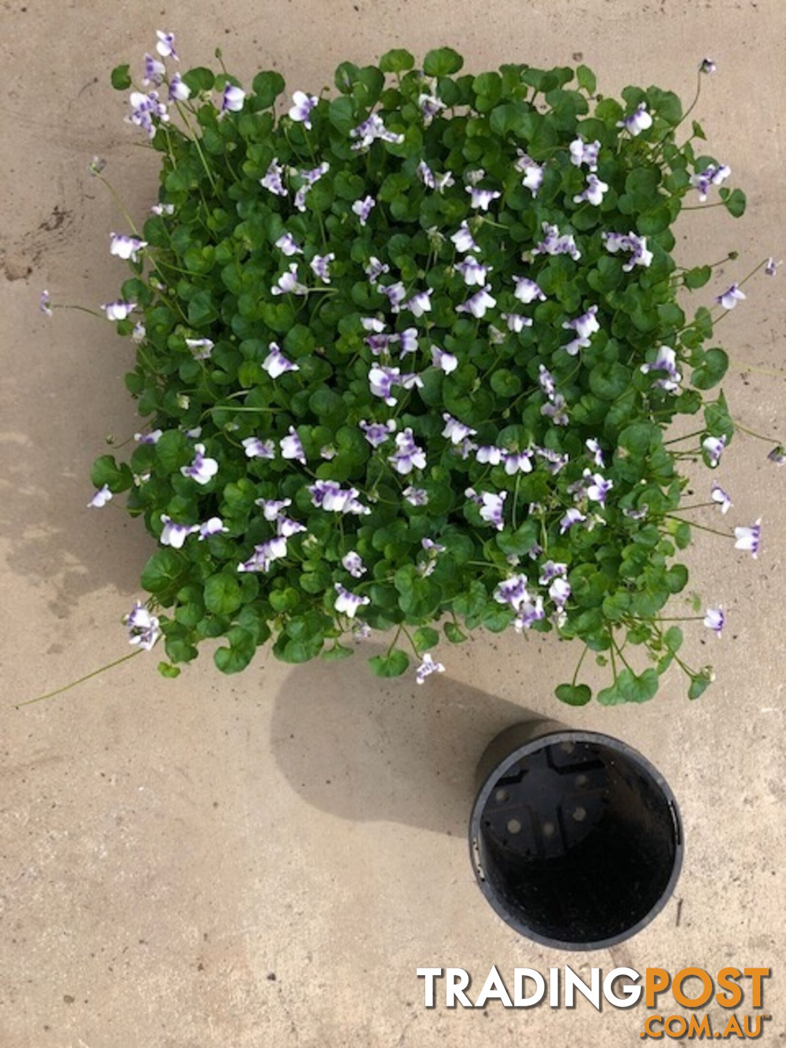 Native Violet ~ Viola hederacea in trays - Free Delivery $45.00