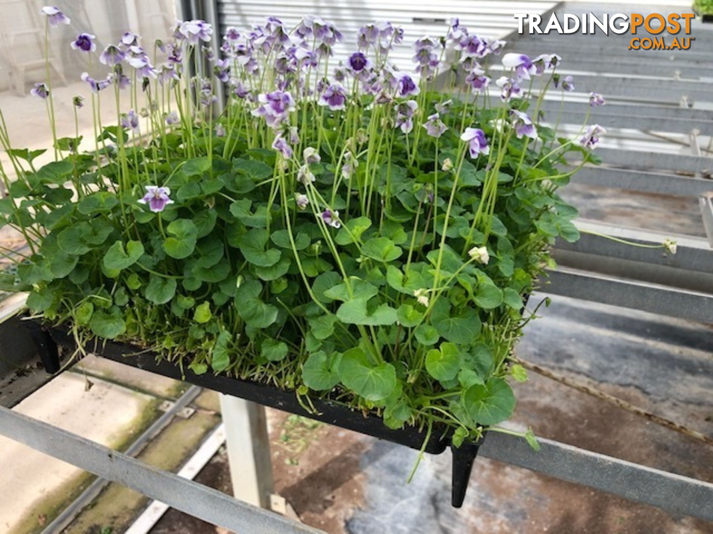 Native Violet ~ Viola hederacea in trays - Free Delivery $45.00